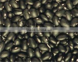 NEW crop black kidney bean