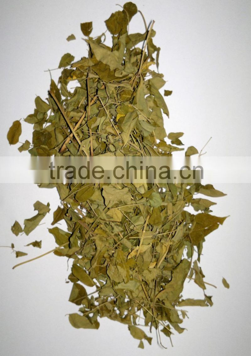 Organic Moringa oleifera