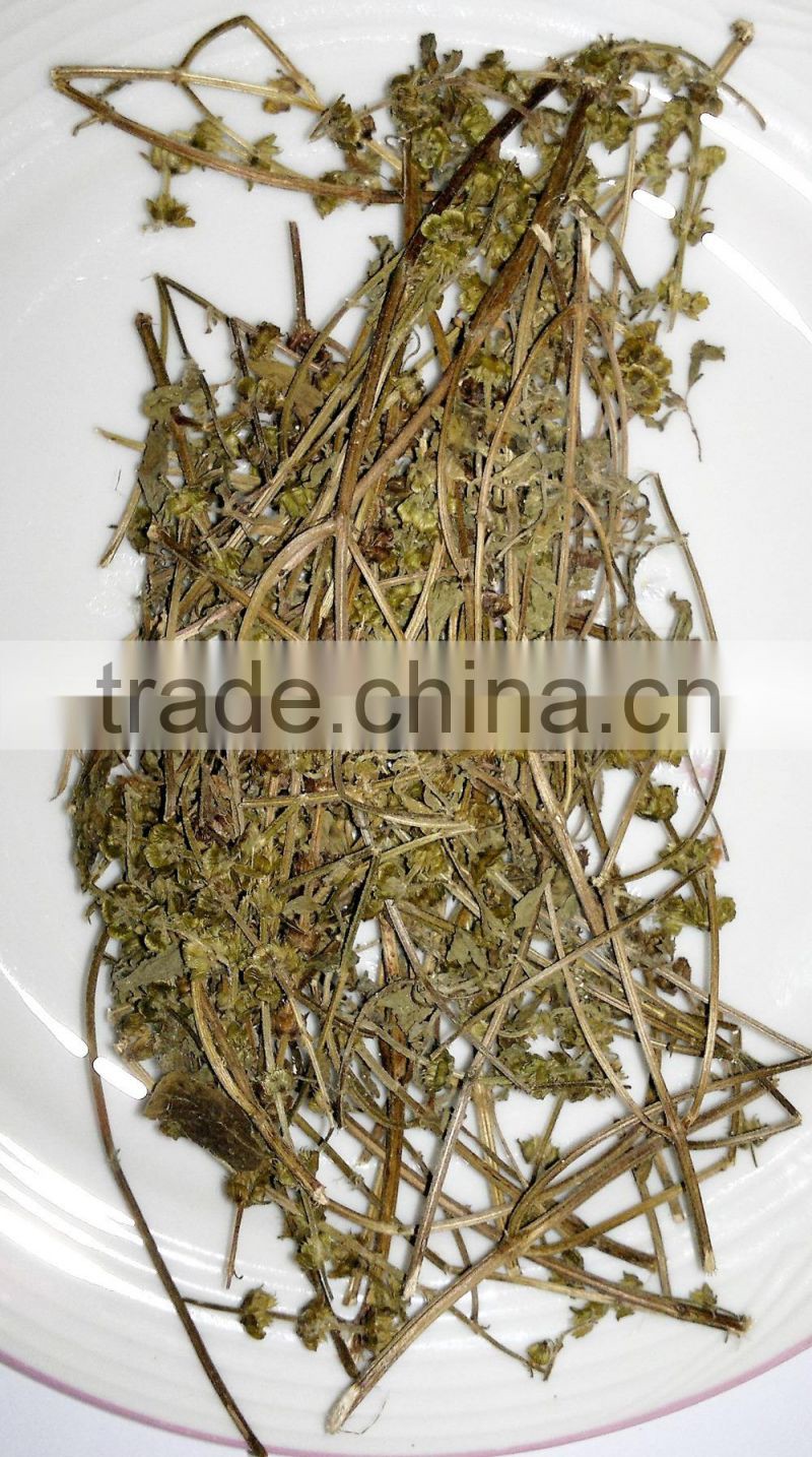 Organic Ocimum tenuiflorum