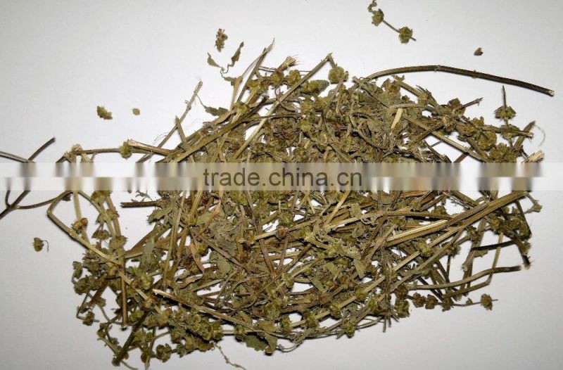 Organic Ocimum tenuiflorum