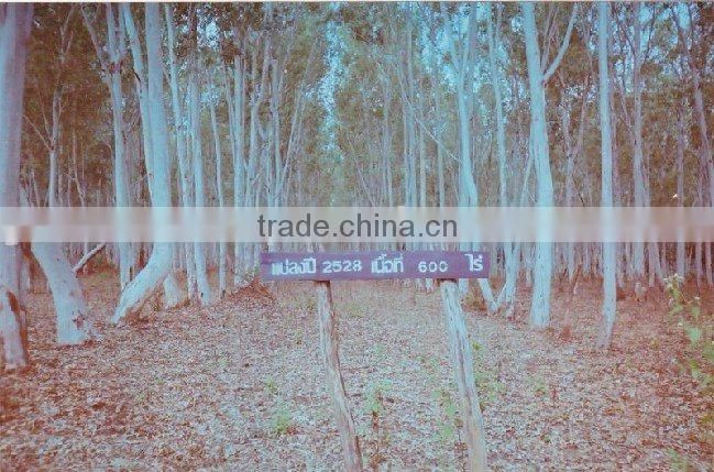 EUCALYPTUS GRANDIS SAWLOGS