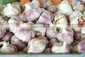 FRESH GARLIC
