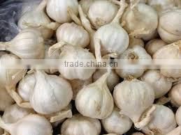 FRESH GARLIC