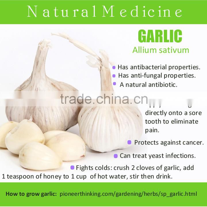 FRESH GARLIC