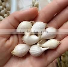 FRESH GARLIC