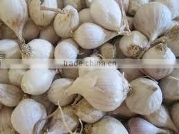 FRESH GARLIC