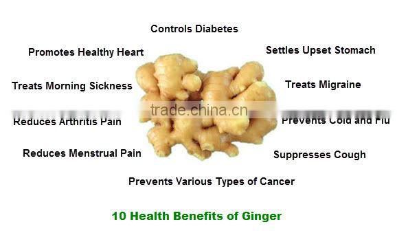 Ginger/Hot sale ginger/Organic ginger/Cheap fresh ginger