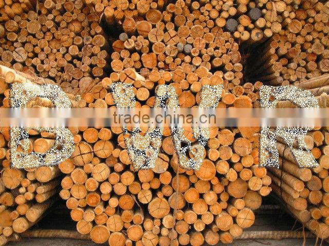 *** EUCALYPTUS PULP LOGS ***