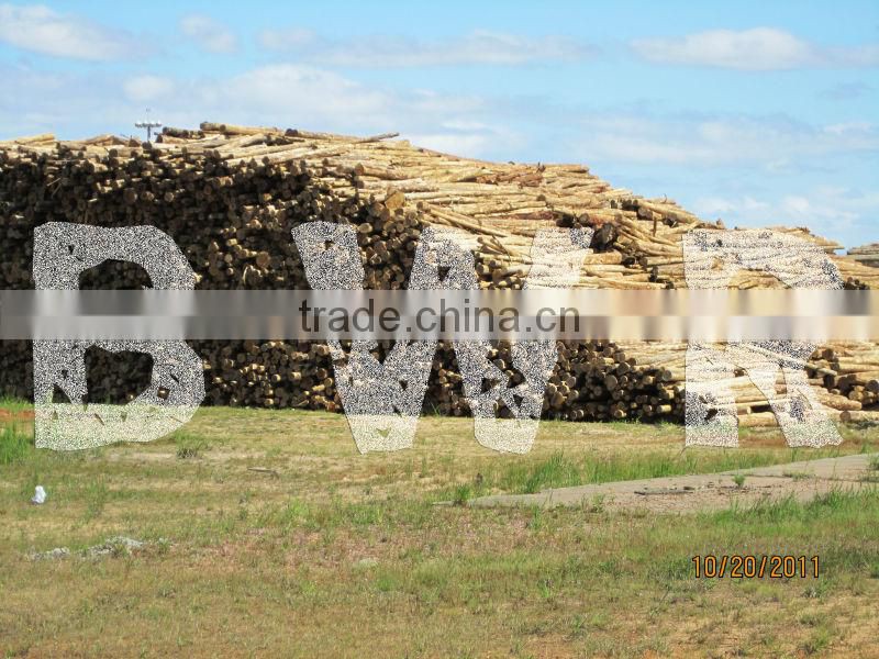 *** ACACIA PULP LOGS ***