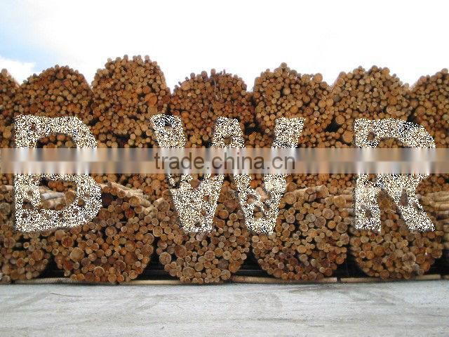 *** EUCALYPTUS PULP LOGS ***