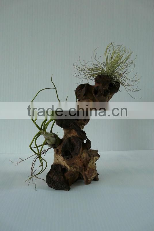 Driftwood hanging planter