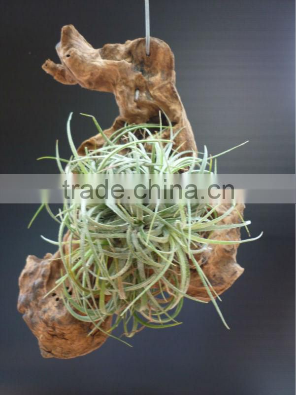 Tillandsia Air Plant