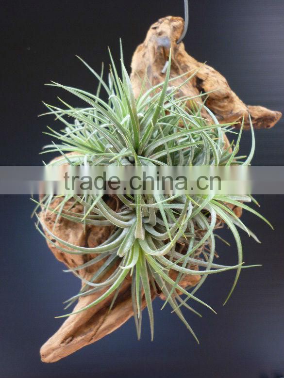 Driftwood Hanging Tillandsia Air Plant