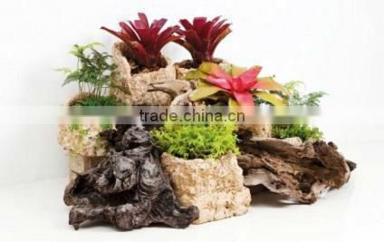 Natural roots for aquarium