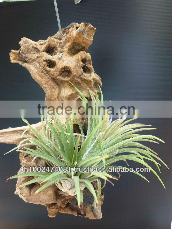 Natural roots for aquarium