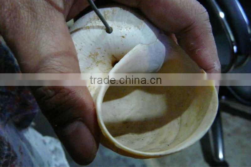 Natural roots for aquarium