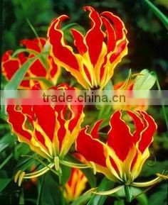 High Quality Gloriosa Superba Seed - Treatment for Sexually Transmitted Disease
