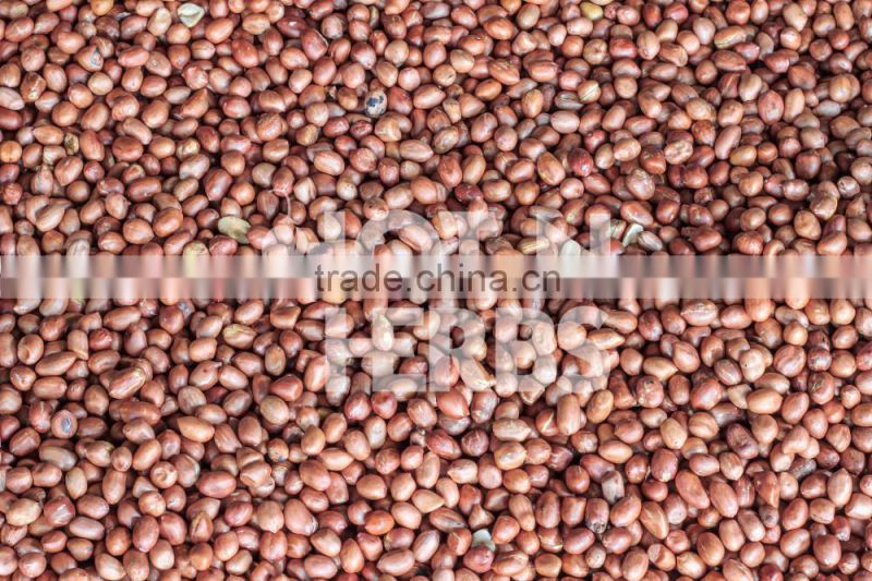High Protein Rich Roasted Peanuts Available for Bulk Exporting