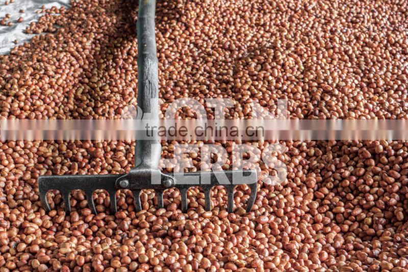 High Protein Rich Roasted Peanuts Available for Bulk Exporting
