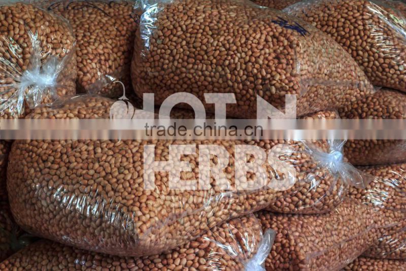 High Protein Rich Roasted Peanuts Available for Bulk Exporting