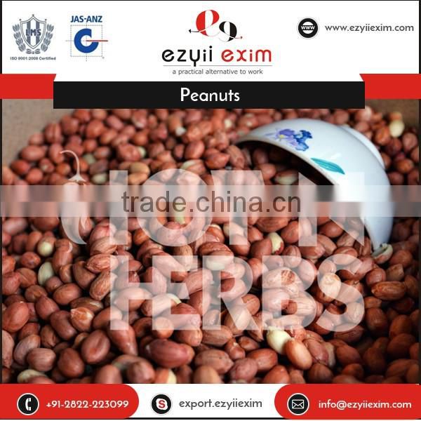 High Protein Rich Roasted Peanuts Available for Bulk Exporting