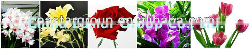 1-MCP 1-Methylcyclopropene Fresh keeping agent CAS 3100-04-7