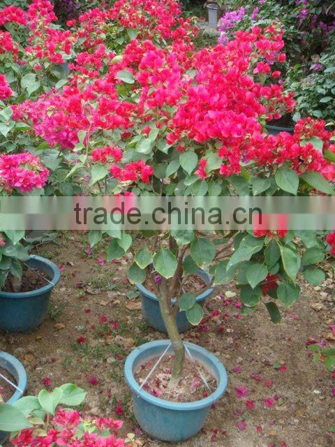 Bougainvillea glabra