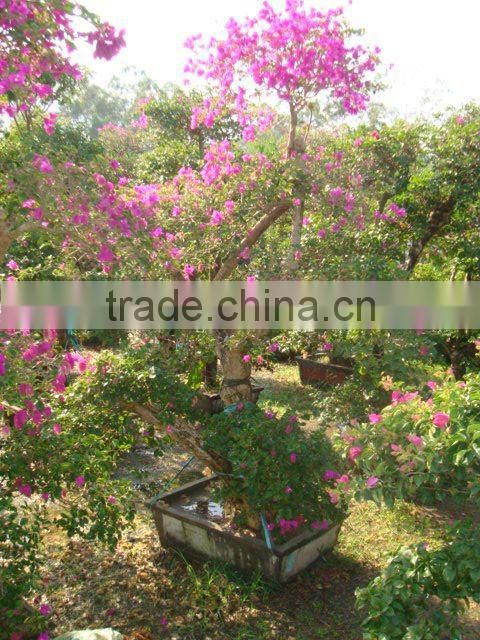 Bougainvillea glabra