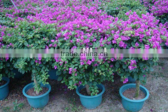 Bougainvillea glabra