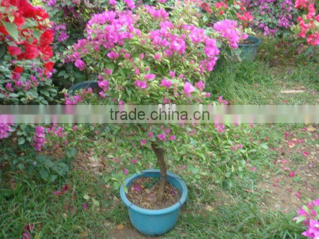 Bougainvillea glabra