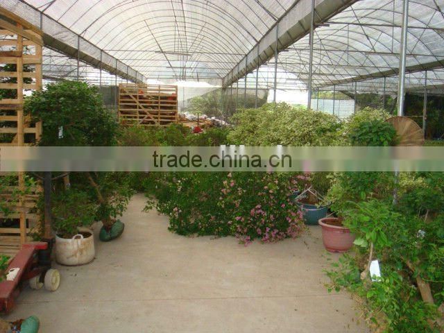 Bougainvillea glabra