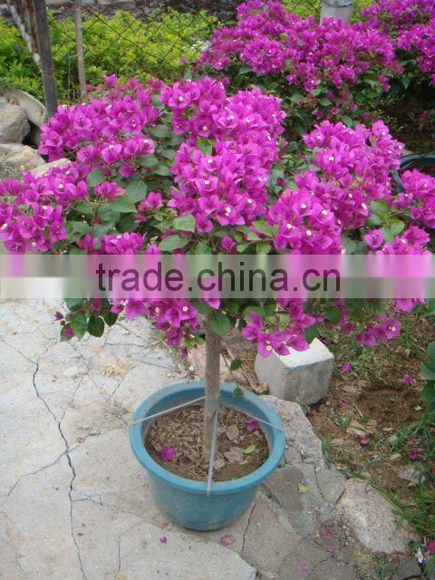 Bougainvillea glabra