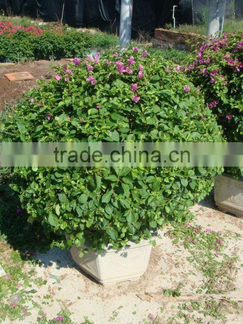 Bougainvillea glabra