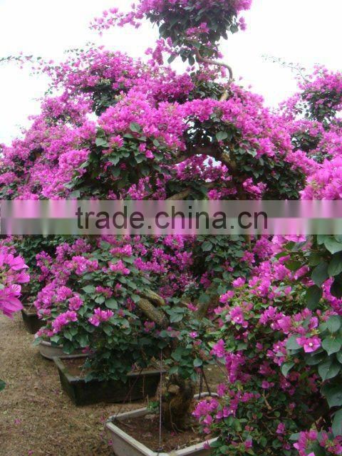 Bougainvillea glabra