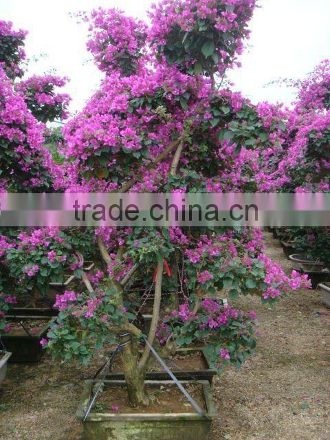Bougainvillea glabra