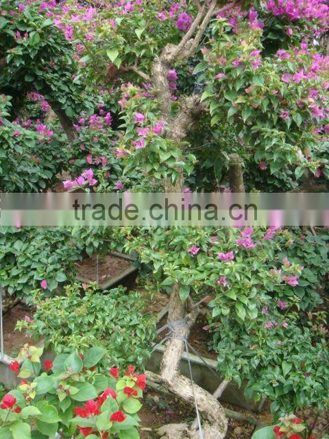 Bougainvillea glabra