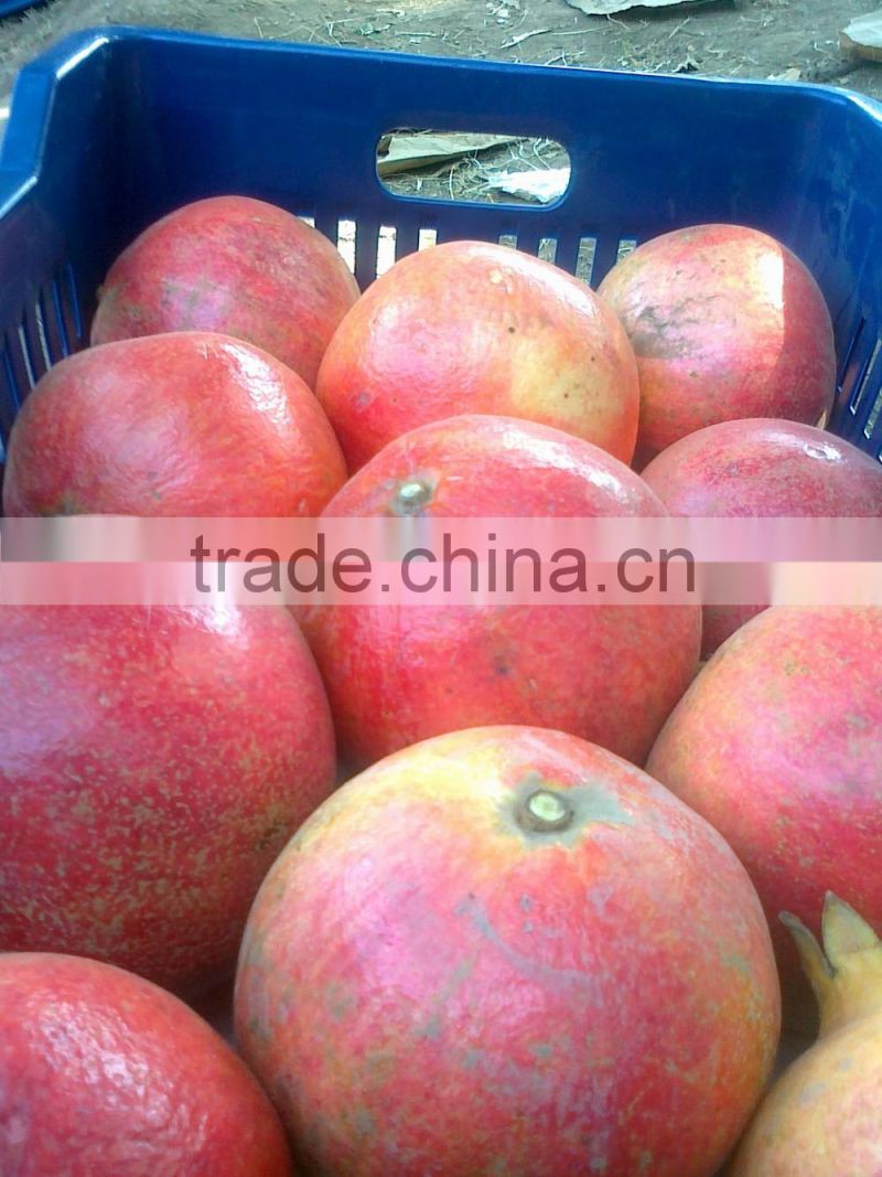 Certification ISO 9001 from Egypt Of Pomegranates