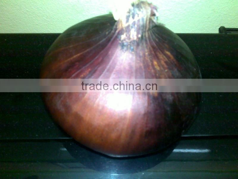 CELEBRITY EGYPTIAN CROP FRESH ONION GOOD PRICE
