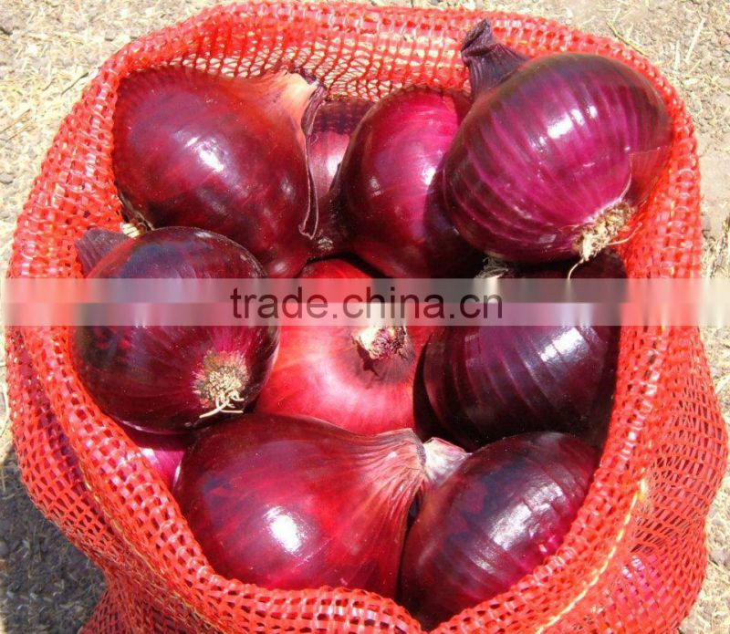 CELEBRITY EGYPTIAN CROP FRESH ONION GOOD PRICE