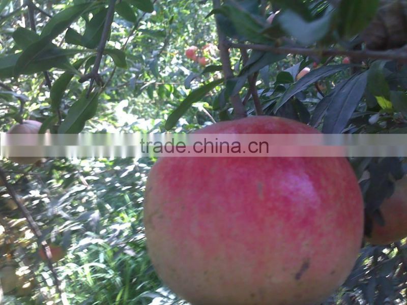 supplier /from/ egypt /pomegranate