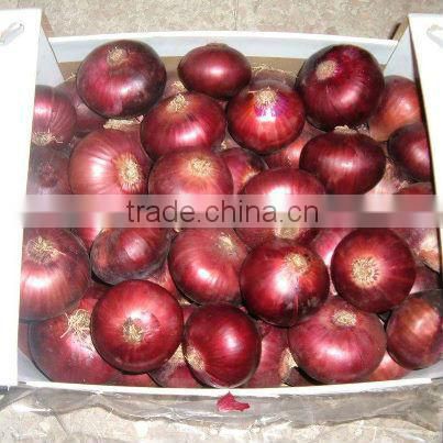 CELEBRITY EGYPTIAN CROP FRESH ONION GOOD PRICE
