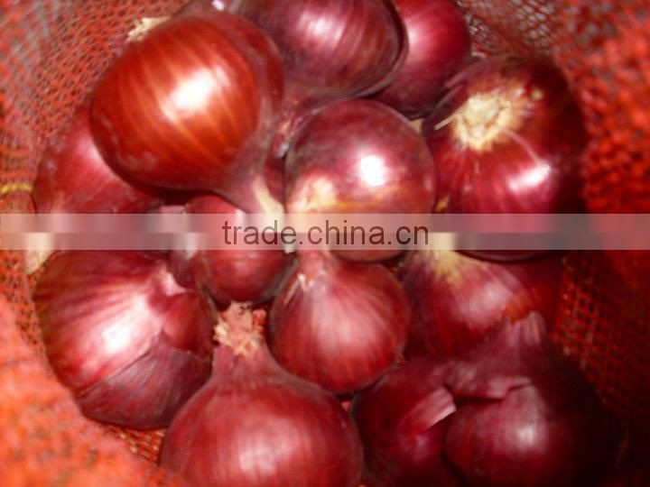 CELEBRITY EGYPTIAN CROP FRESH ONION GOOD PRICE