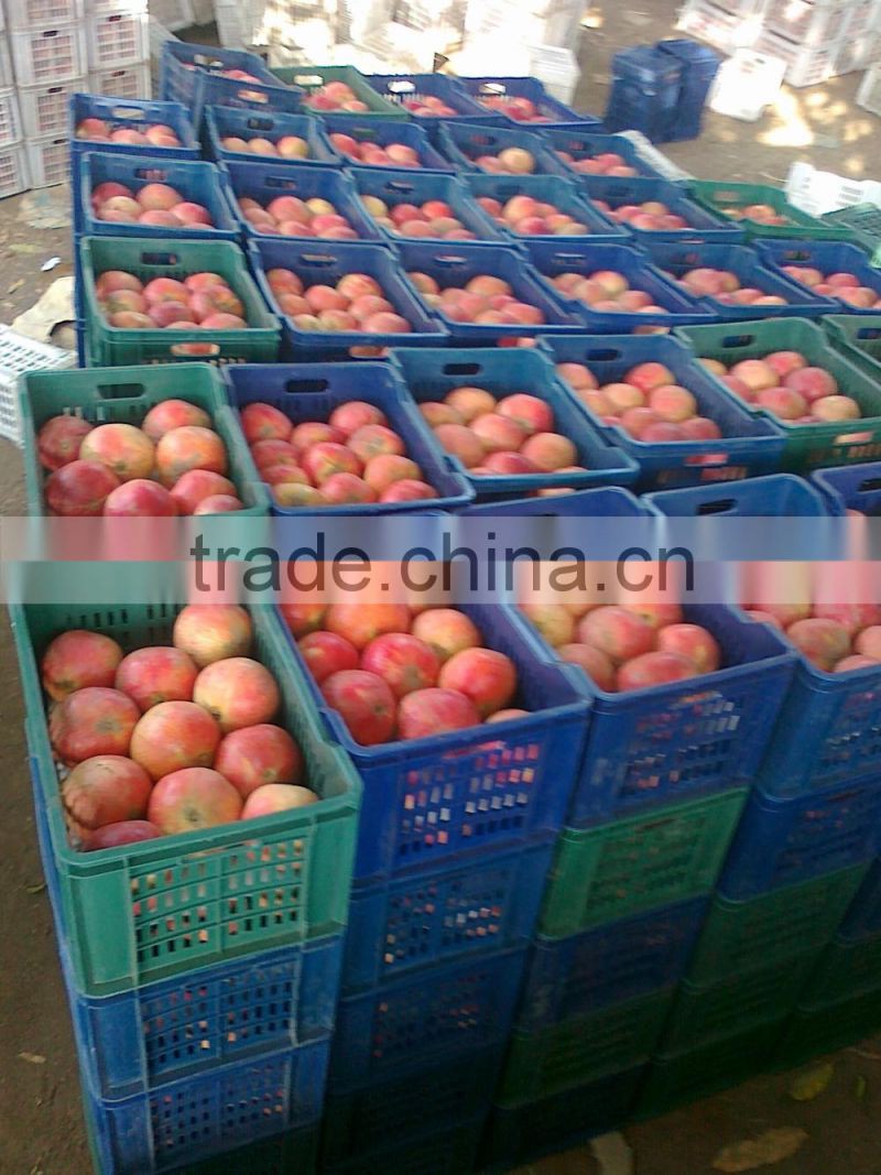 4.5 kg carton box Packing of Fresh Pomegranates from Egypt