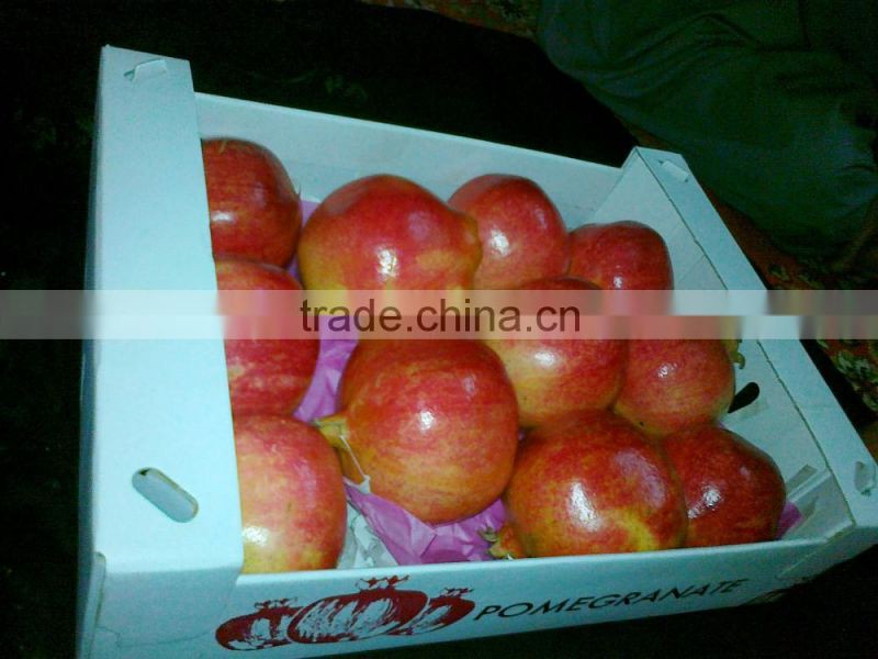 Certification ISO 9001 from Egypt Of Pomegranates