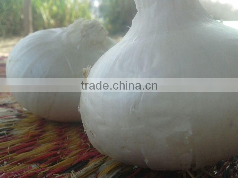 CELEBRITY EGYPTIAN CROP FRESH ONION GOOD PRICE