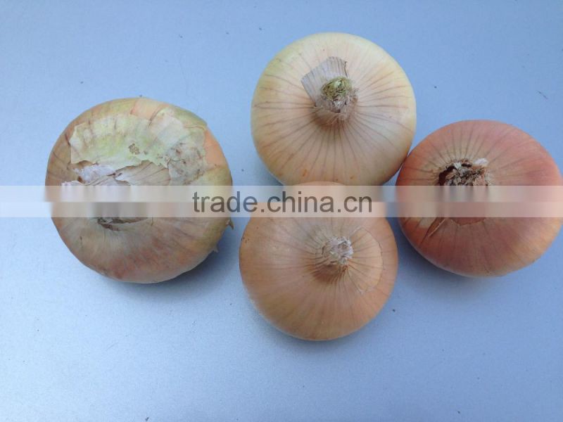 CELEBRITY EGYPTIAN CROP FRESH ONION GOOD PRICE