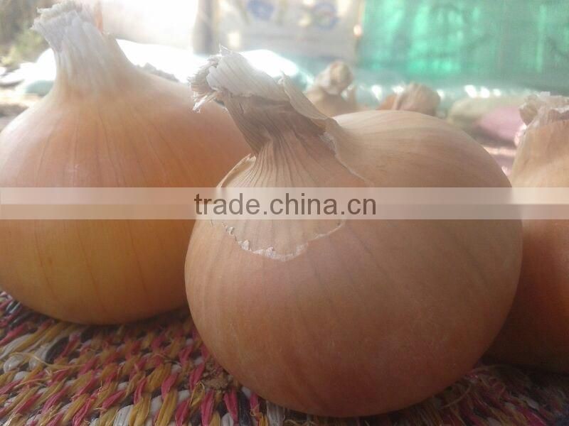CELEBRITY EGYPTIAN CROP FRESH ONION GOOD PRICE