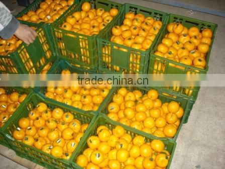 Fresh Mandarin