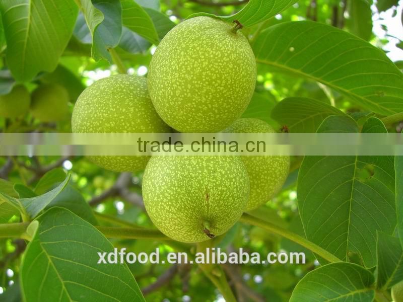 Mayifang High quality with good price Extra Light Halves Walnut Krtnel,raw organic walnut meat