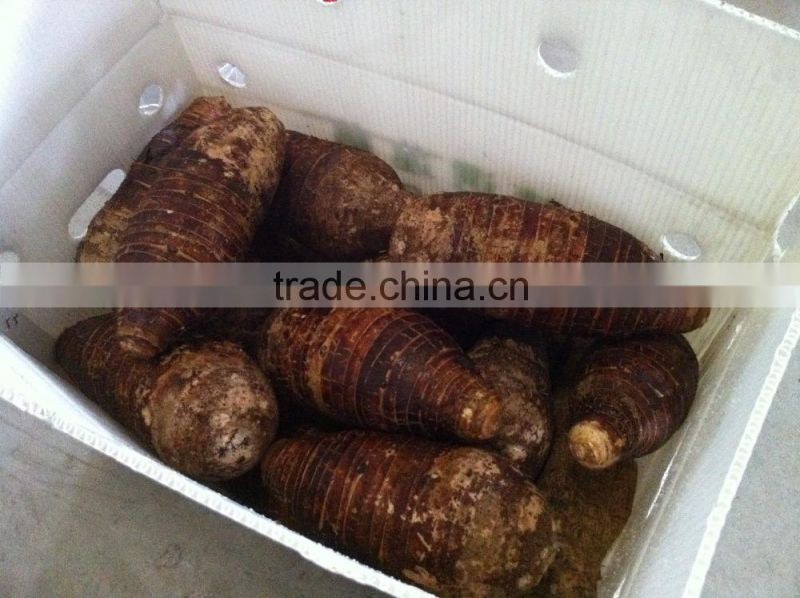 FRESH TARO GOOD QUALITY COMPETITIVE PRICE FROM CHINA